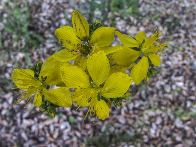 Hypericum perfoliatum